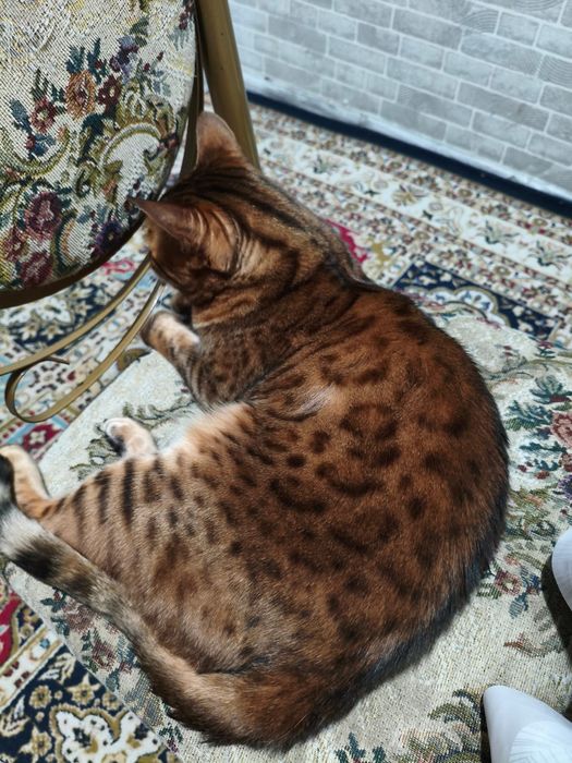 Бенгальская кошка