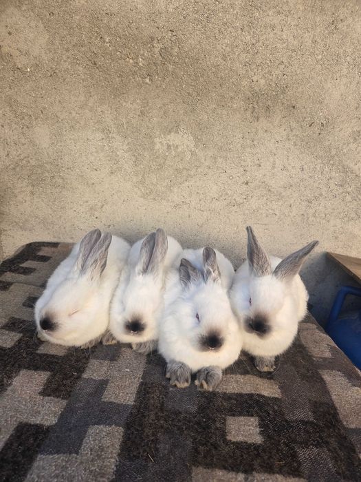 Super oferta. Iepuri californian de vanzare