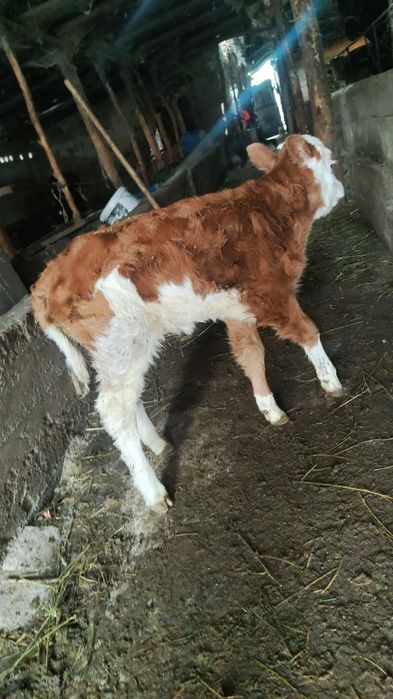 Телочка телочка  белоголовая