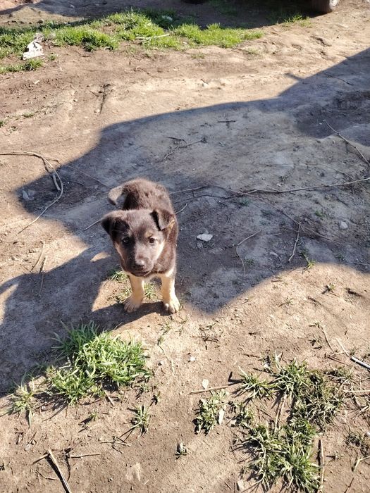 Отдам бесплатно щенка девочку