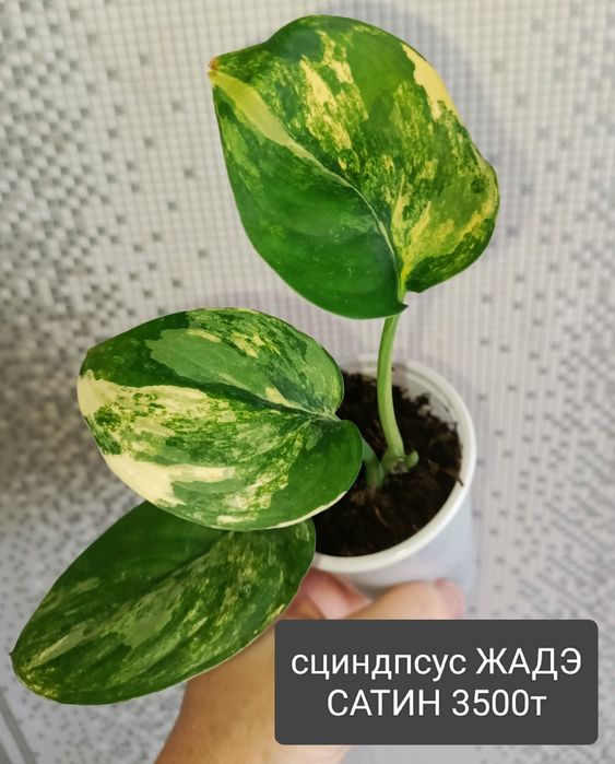 Филодендрон 8500тенге