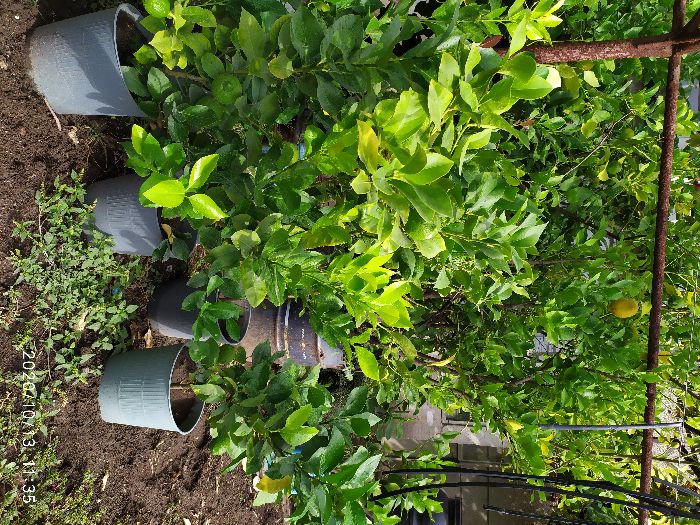 лимонови дръвчета