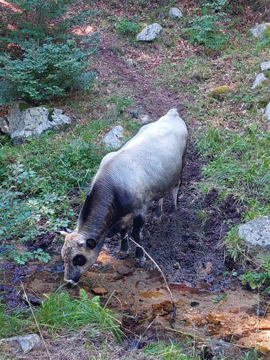 Крави и бикове за курбан за клане