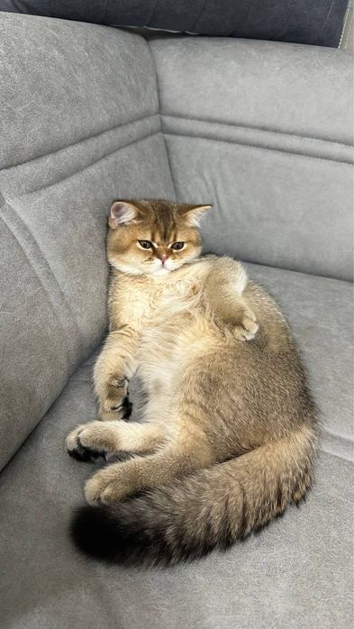 Вязка Кот Скотиш Страйт Золотая шиншила