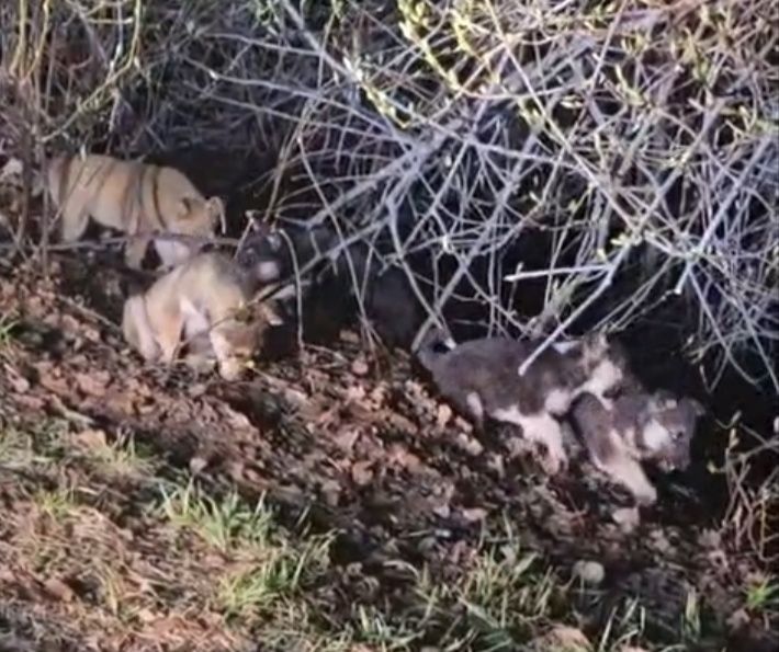 Отдам щенят в добрые руки