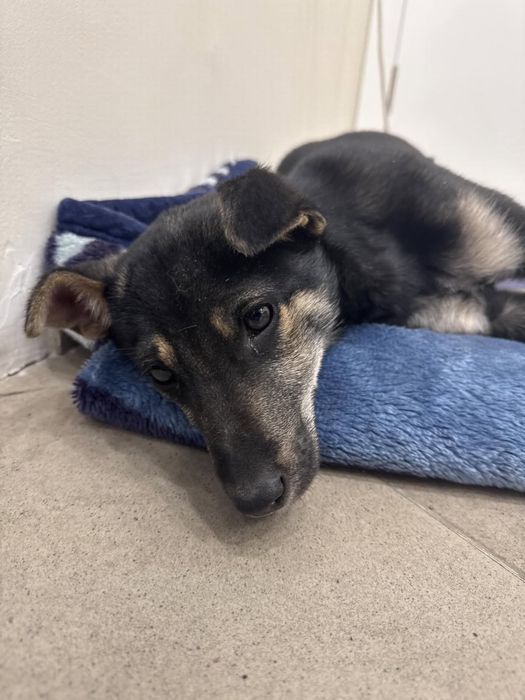 Щенок девочка ищет дом