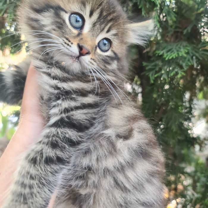 Отдам милых котят в добрые руки.