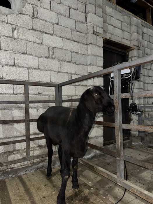 Katta qo‘y 65 kg – Aqiqa va to‘ylar uchun, so‘yib berish xizmati