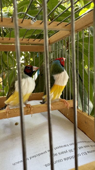 Амадина гульда