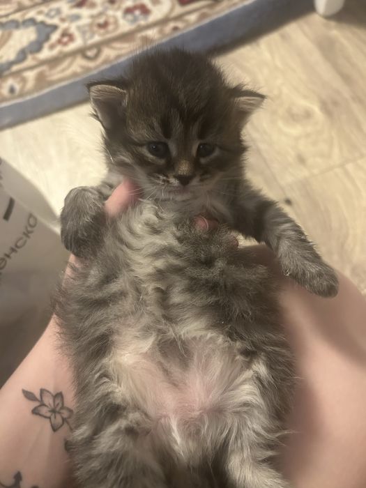 Бронь котят в добрые руки