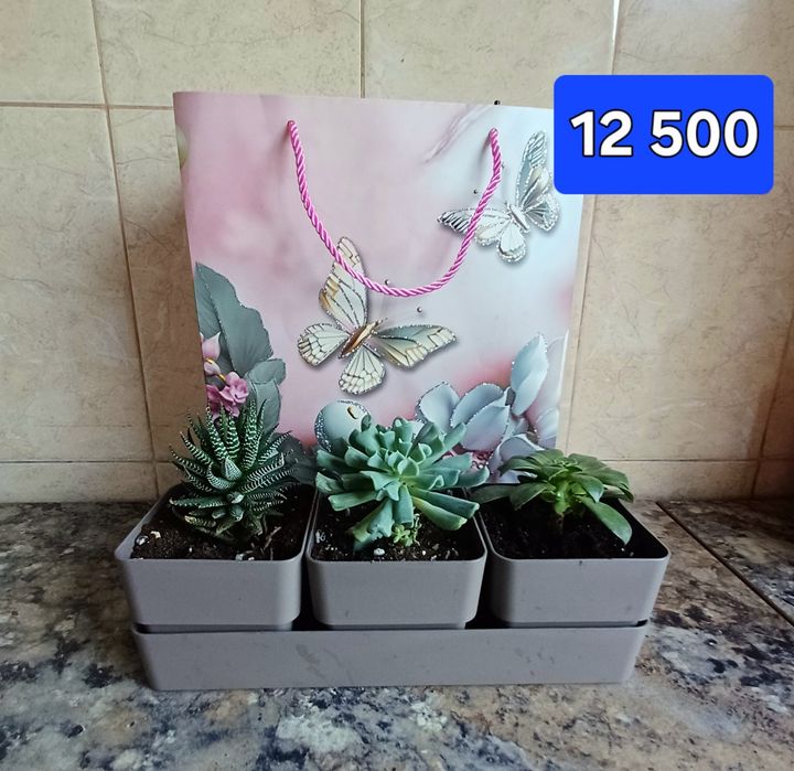 Суккуленты. Цветы в горшках  Минисад.