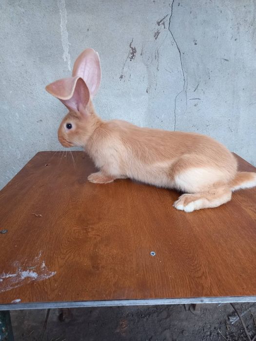 Disponibili pui de iepuri Urias German din parinți tatuați care au participat in expoziți se pot vedea in Baĺs judetul Olt