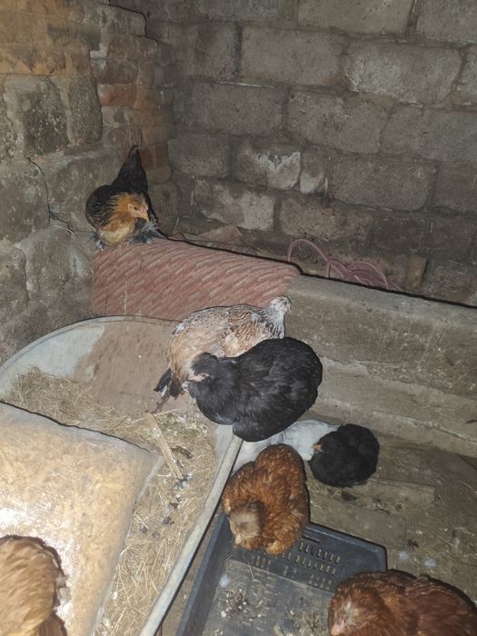 Găini cocoși tineri antre 70/300 depinde ce doriți