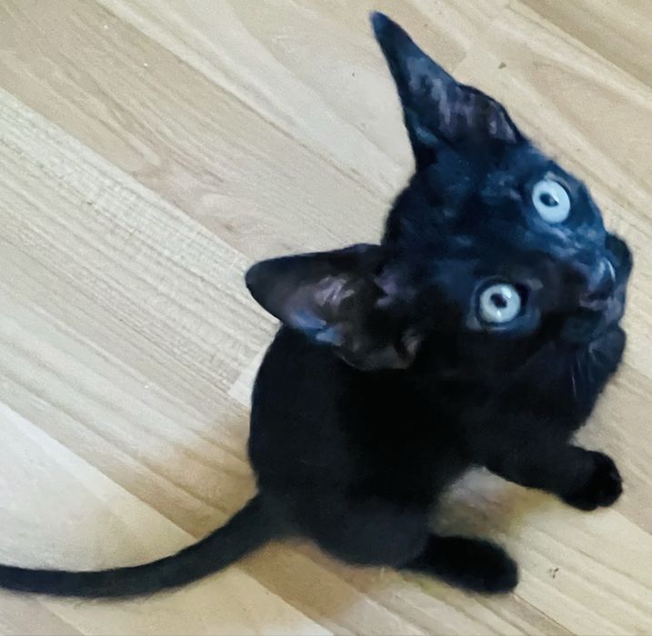 Donez motanel negru de 4 luni