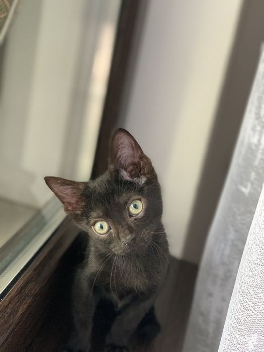 Котенок ищет любящую семью