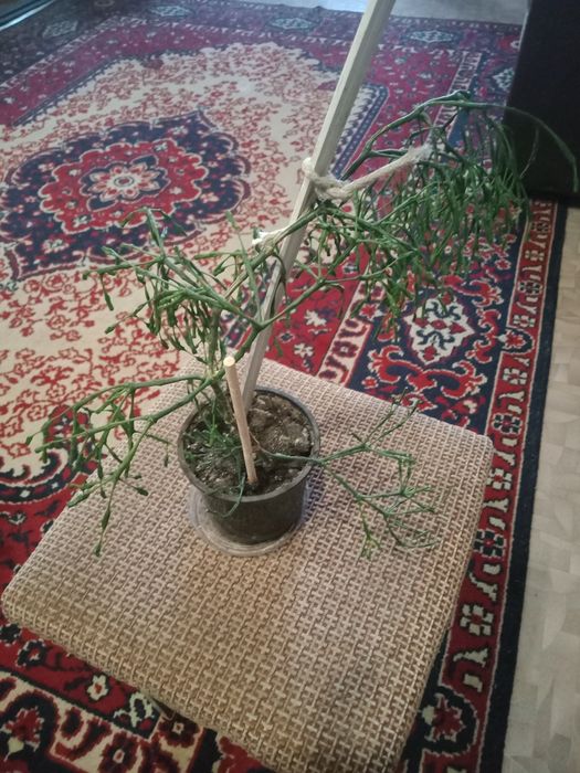 Молочай тирукалли