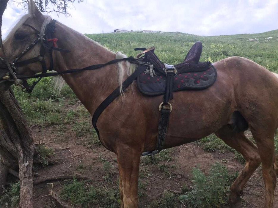 продам лошадь жеребец