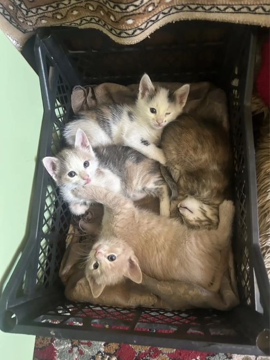 Котята ищут хозяев