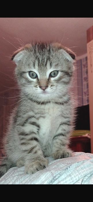 Котята Скотиш Фолд