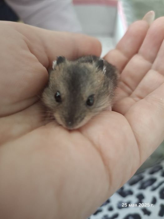 Малыши хомячки продам