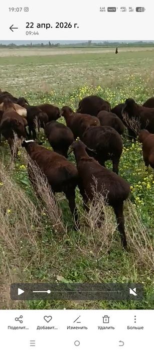 Тоза хисори кузи КУЧКОРЛАР сотилади