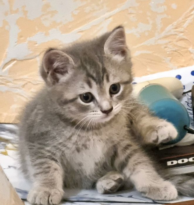 Котята скоттиш страйт