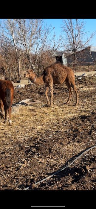 Туйе сатылады 1жарым жас