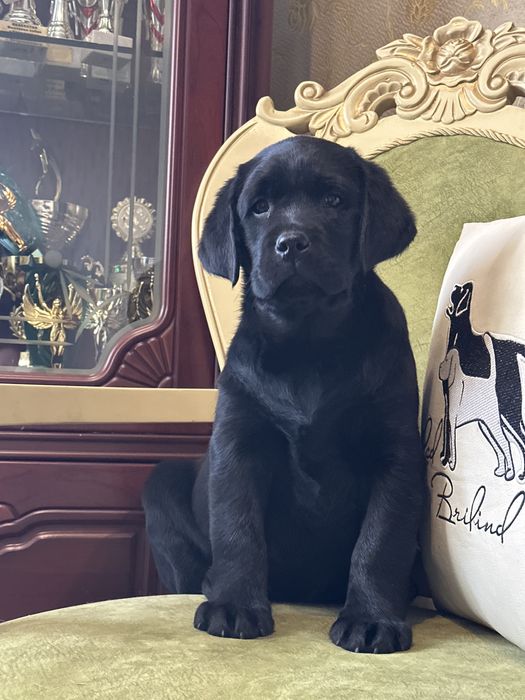 Щенки лабрадора, питомник