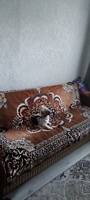 Отдам бесплатно диван