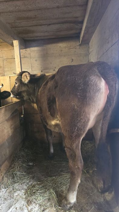 Vând juninca buna de tinut, 1 an si 8 luni