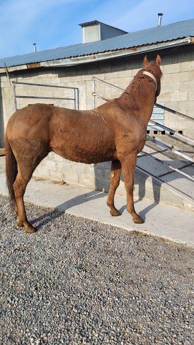 Продам Чистакровного Англичанин