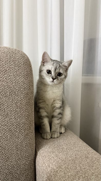 ШОТЛАНДСКАЯ Кошка за 20.000