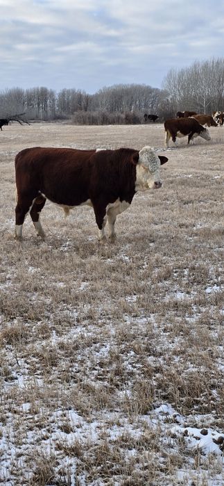 Бұқалар сатылады