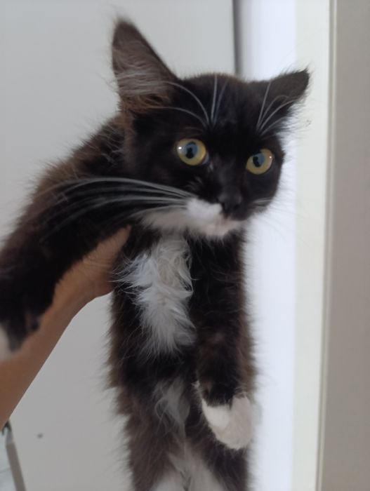 Котик бесплатноо