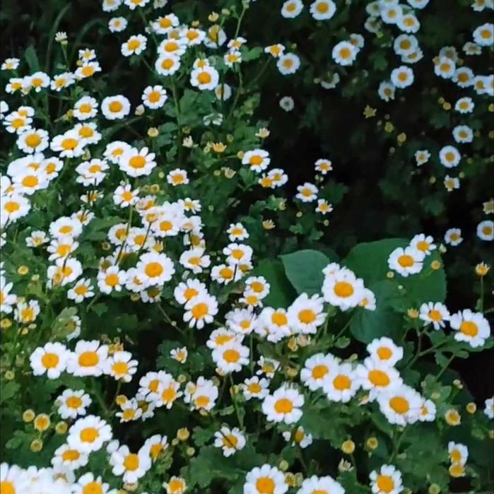 Ромашки. Букеты ромашек. Суперстойкие