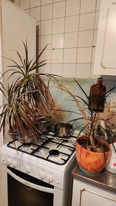 Продам Драцену Маргината (Окаймленную)