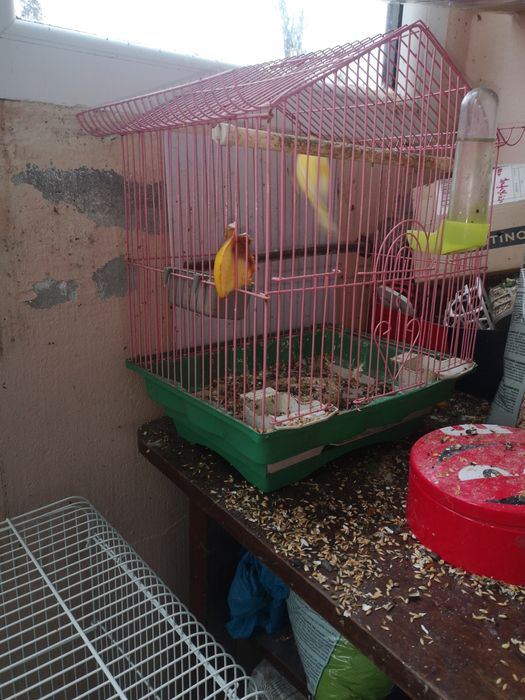 De vanzare canari tineri de 6 luni, 3 masculi de 6 luni si un pui