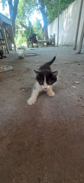 Продаются КОТЯТА