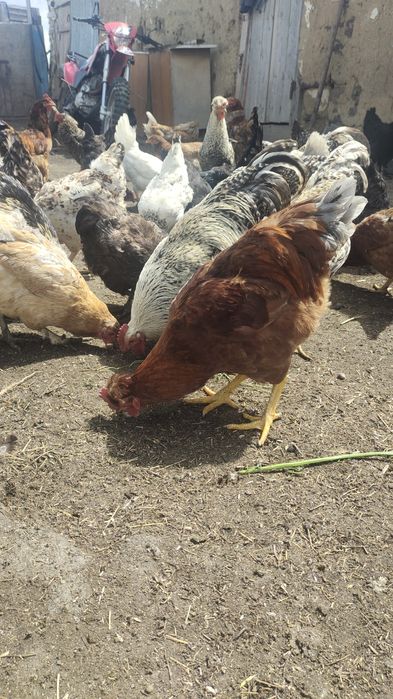 Продам Куры и Петуи Домашние 3000