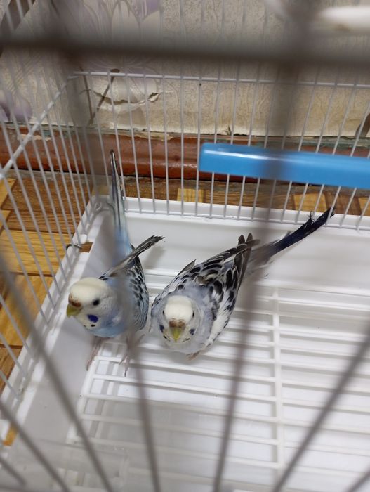 Папугая сотилади клетками билан