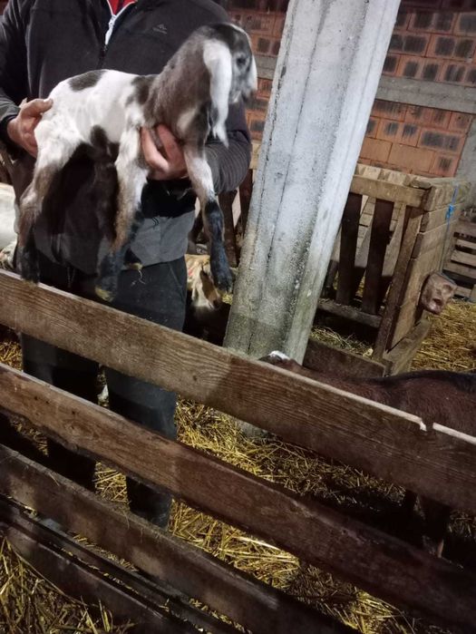 Țapi anglo nubieni originali