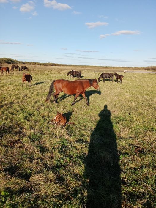 Продам срочро Бие с жеребенком