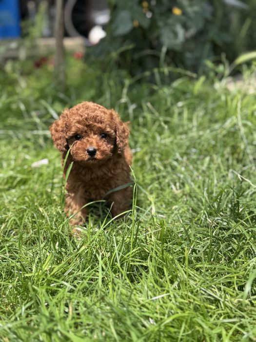 Пудел Той/Poodle Toy