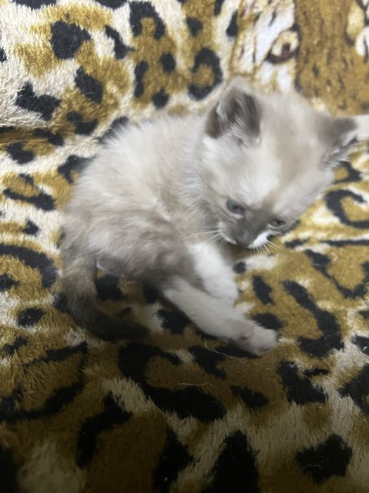 Отдадим котенка девочка