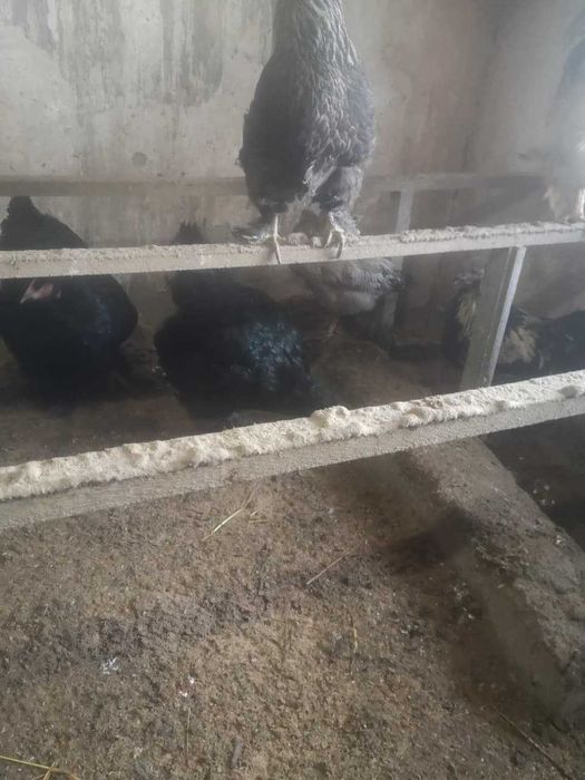 Продам курей 7000