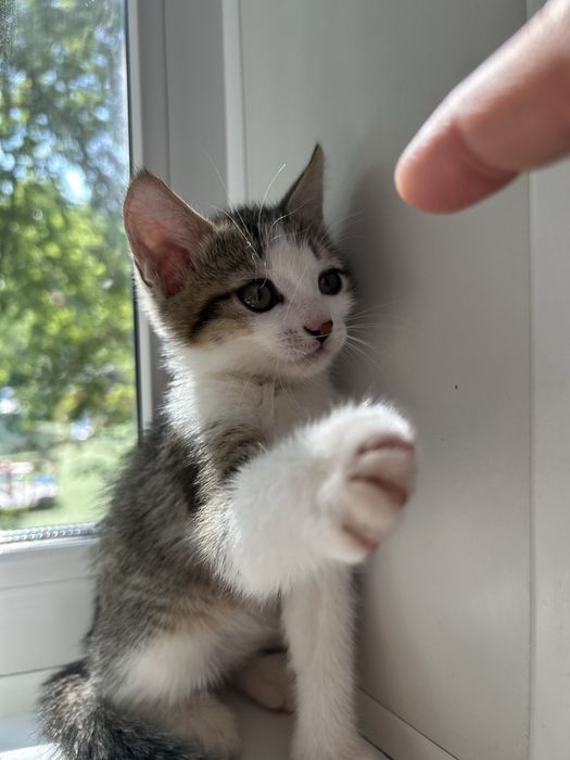 Котенок в добрые руки.