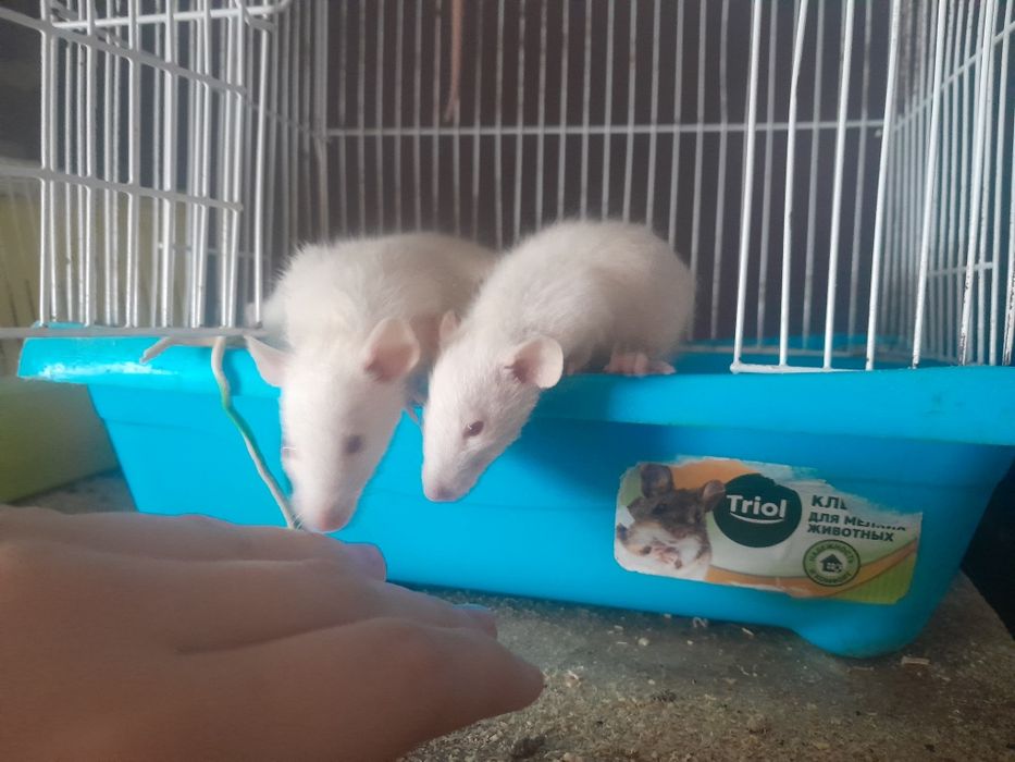 Крысята отдам бесплатно