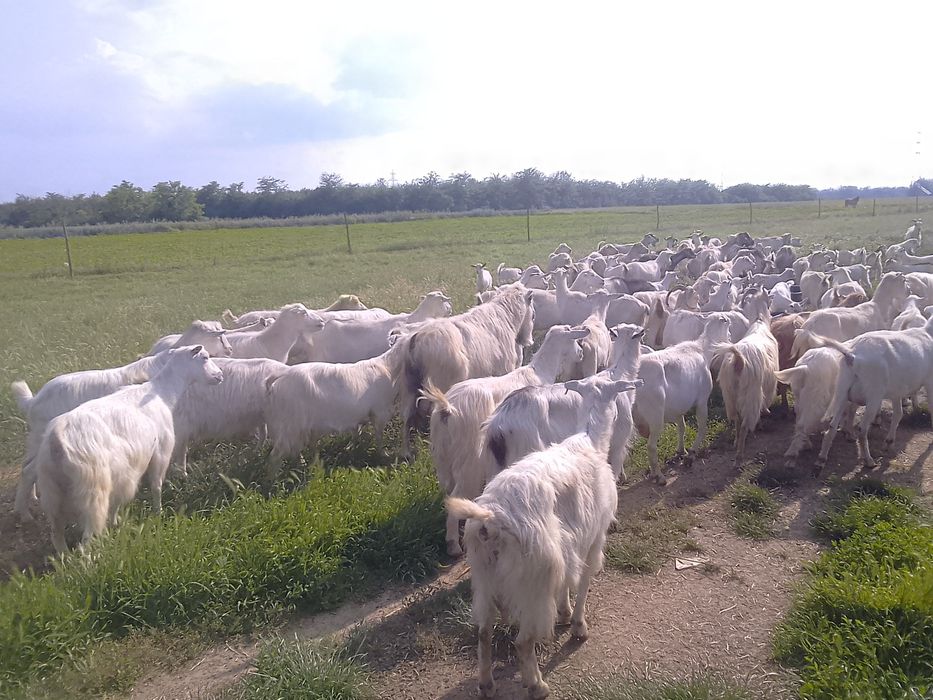 Capre și iezi de vânzare!