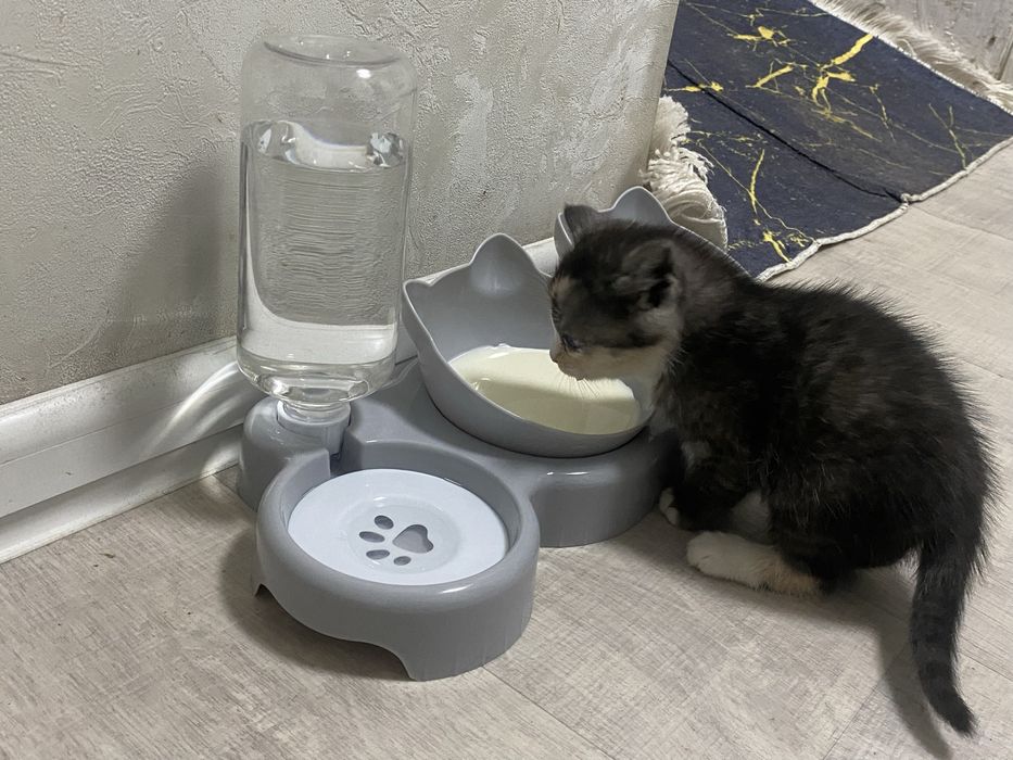 Отдам котенка.