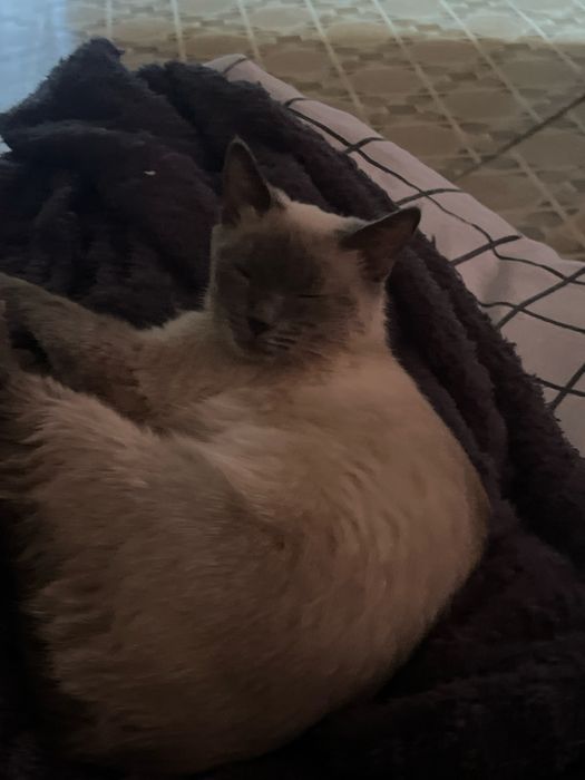 Вязка кошки ждет кота